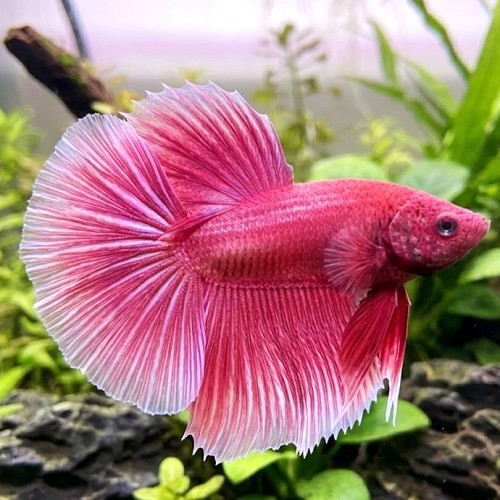 Betta splendens - Siamese fighting fish Pink Orchard